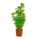 Tropica Pianta Ludwigia palustris "Green" in vasetto