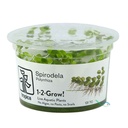 Tropica 1•2•Grow! Pianta Spirodela polyrrhiza in Vitro Cup