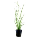 Tropica Pianta Cyperus helferi in vasetto