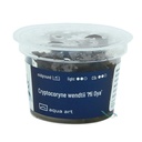 Aqua Art Cryptocoryne wendtii "Mi Oya" in Vitro Cup