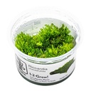 Tropica 1•2•Grow! Pianta Riccardia chamedryfolia in Vitro Cup