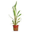 Tropica Pianta Cryptocoryne spiralis 'Red' in vasetto