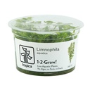 Tropica 1•2•Grow! Pianta Limnophila aquatica in Vitro Cup