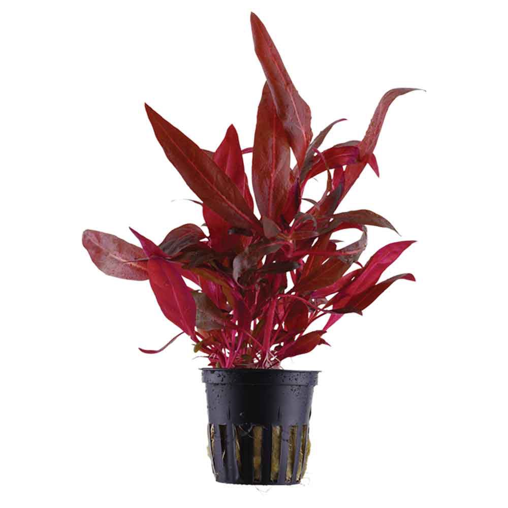 Tropica Pianta Alternanthera reineckii "Rosanervig"