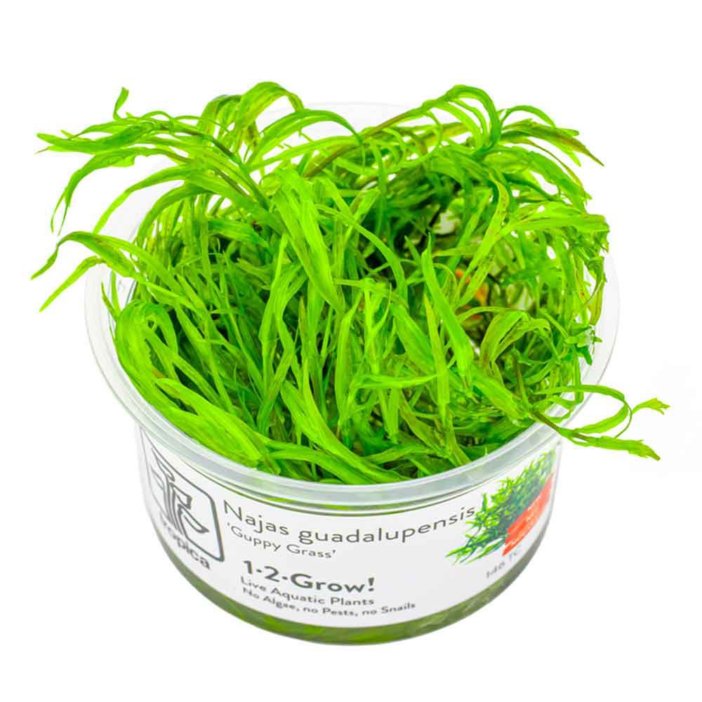 Tropica 1•2•Grow! Pianta Najas guadalupensis 'Guppy Grass' in Vitro Cup