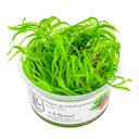 Tropica 1•2•Grow! Pianta Najas guadalupensis 'Guppy Grass' in Vitro Cup