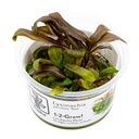 Tropica 1•2•Grow! Pianta Lysimachia parvifolia ‘Red’ in Vitro Cup
