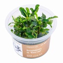 Aqua Art Bucephalandra sp. 'Red Mini' in Vitro Cup