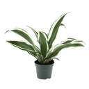 Aquafleur Terrarium Plant Paludario Dracaena Dragontree White Jewel