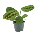 Aquafleur Terrarium Plant Paludario Calathea Leuconeura Red Stripe