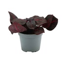 Aquafleur Terrarium Plant Paludario Iresine Herbstii Bloadleaf