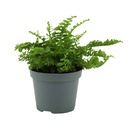 Aquafleur Terrarium Plant Paludario Nephrolepis Exaltata Duffy