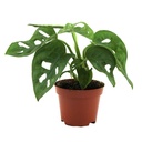 Aquafleur Terrarium Plant Paludario Monstera Obliqua