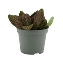 Aquafleur Terrarium Plant Paludario Fittonia Pink Specik