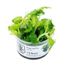 Tropica 1•2•Grow! Pianta Hygrophila difformis in Vitro Cup