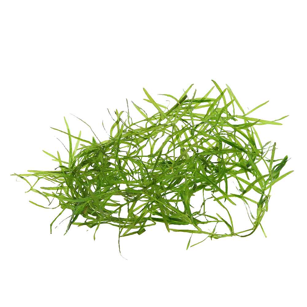 Pianta Najas guadalupensis 'Guppy Grass' porzione circa 10cm