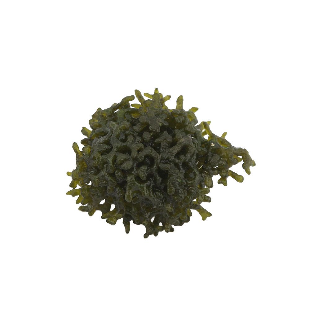Alga Codium per Refugium porzione start circa 5cm