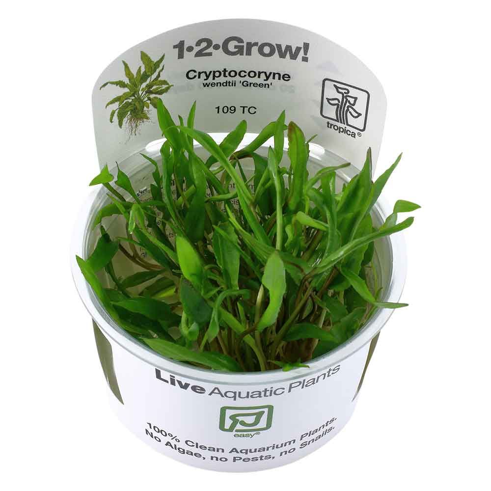 Tropica 1•2•Grow! Pianta Cryptocoryne wendtii "green" in Vitro Cup