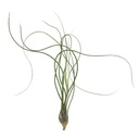Aquafleur Terrarium Plant PaludarioTillandsia Butzii