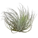 Aquafleur Terrarium Plant PaludarioTillandsia Magnusiana