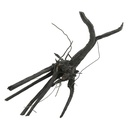 Legno Black Root 3 con foto reale e misure 34x18x32h cm