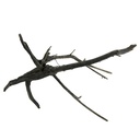 Legno Black Root 4 con foto reale e misure 44x23x30h cm