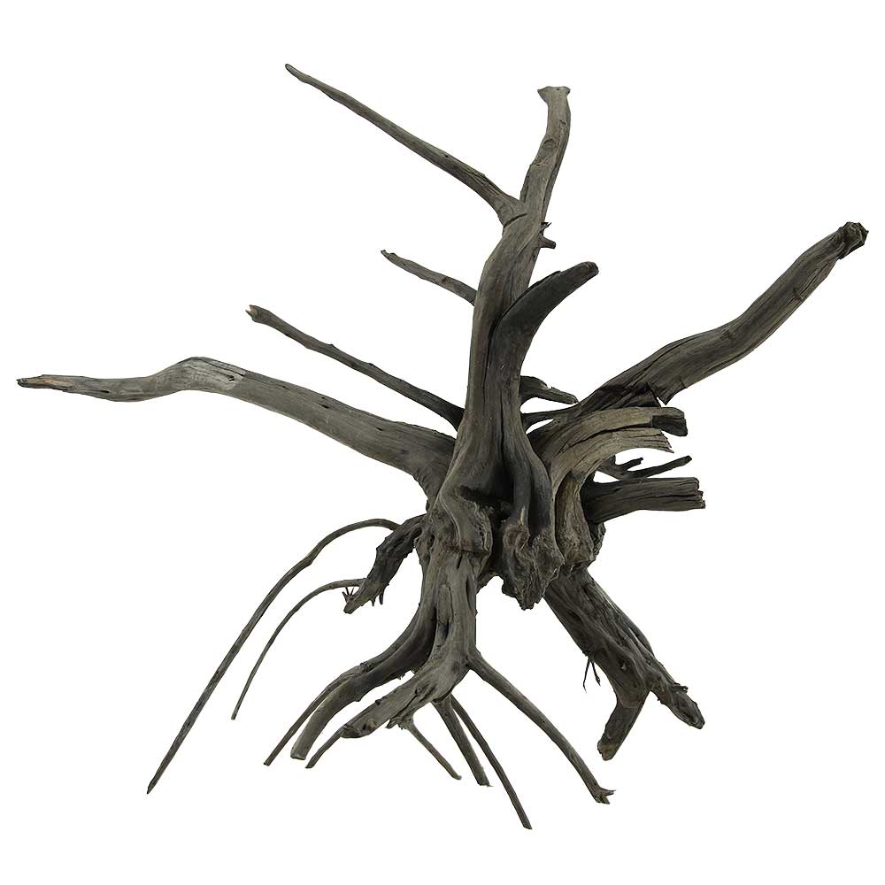 Legno Black Root 6 con foto reale e misure 34x18x26h cm