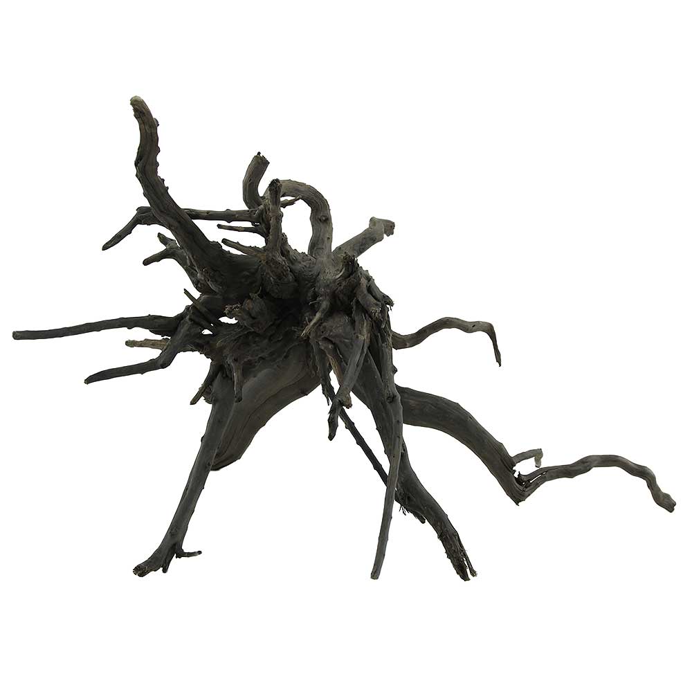 Legno Black Root 8 con foto reale e misure 36x21x24h cm