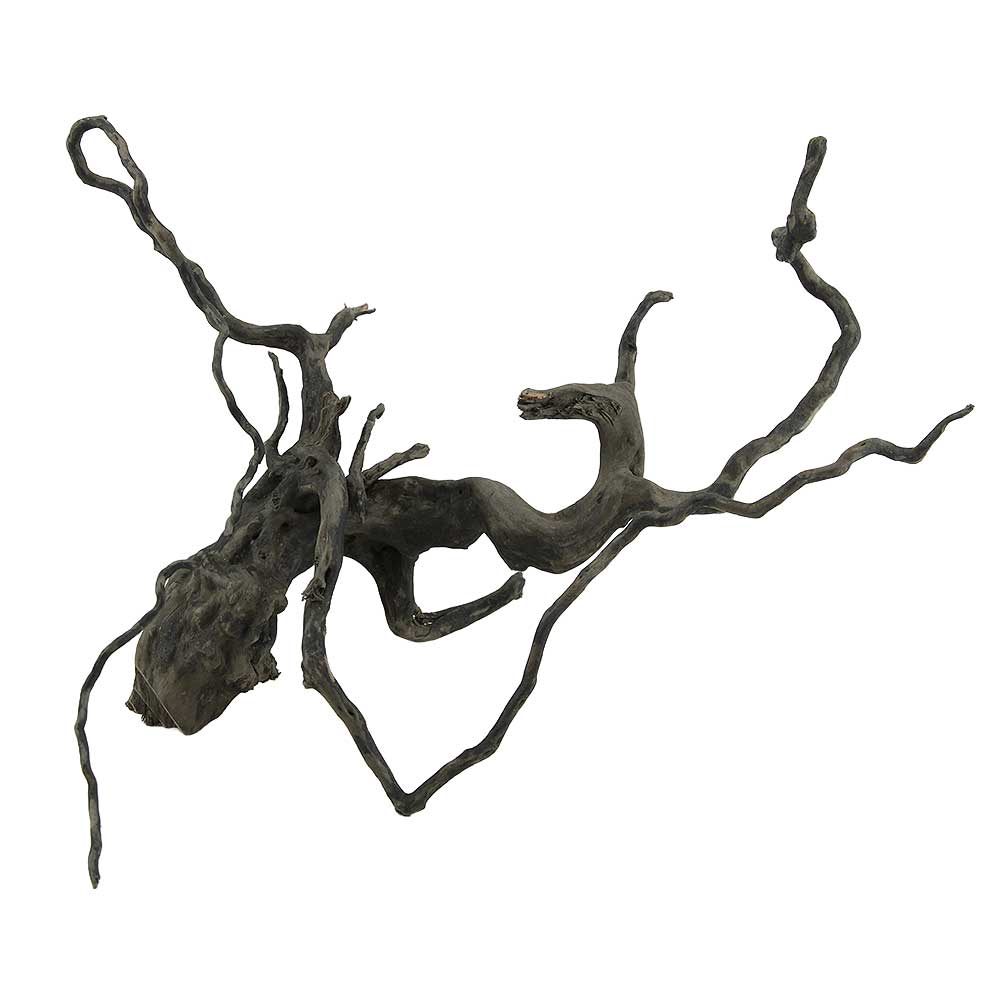 Legno Black Root 10 con foto reale e misure 32x17x21h cm