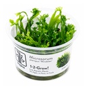 Tropica 1•2•Grow! Pianta Microsorum pteropus 'Windelov' in Vitro Cup