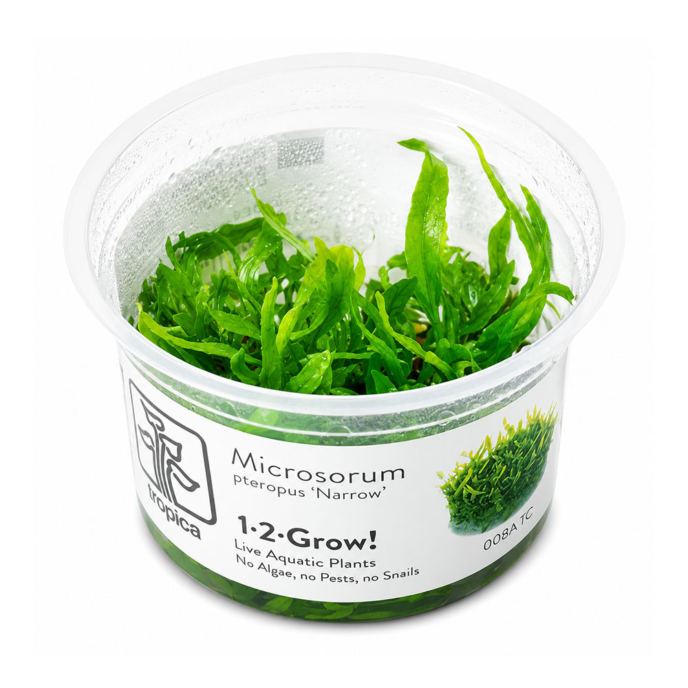 Tropica 1•2•Grow! Pianta Microsorum pteropus 'Narrow' in Vitro Cup