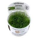 Tropica 1•2•Grow! Pianta Vesicularia montagnei "Christmas" in Vitro Cup