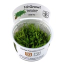 Tropica 1•2•Grow! Pianta Vesicularia Ferriei "Weeping" in Vitro Cup