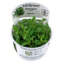 Tropica 1•2•Grow! Pianta Staurogyne Repens in Vitro Cup