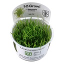 Tropica 1•2•Grow! Pianta Lilaeopsis Brasiliensis in Vitro Cup