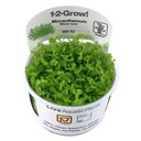 Tropica 1•2•Grow! Pianta Micrantherum tweediei "Monte Carlo" in Vitro Cup