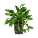 Aquafleur Pianta Cryptocoryne Wendtii "green" vasetto