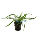 Aquafleur Pianta Cryptocoryne Spiralis vasetto