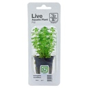 Tropica Single Package Pianta Limnophila Sessiliflora vasetto