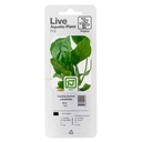 Tropica Single Package Pianta Anubias Barteri Caladiifolia vasetto