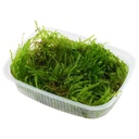 Tropica Pianta Taxiphyllum "Spiky Moss" in porzione
