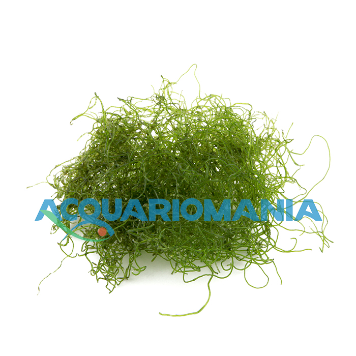 Alga Chaetomorpha per Refugium e Reattori ad Alghe porzione start circa 7cm