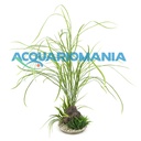 Sydeco Pianta Grass Maxi con roccia lavica 43cm