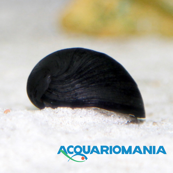 Neritina Pulligera Black Elmet Lumaca mangia alghe per acqua dolce