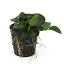 Aquafleur Pianta Anubias Nana Bonzai vasetto
