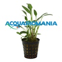 Aquafleur Pianta Cryptocoryne Nevelli vasetto