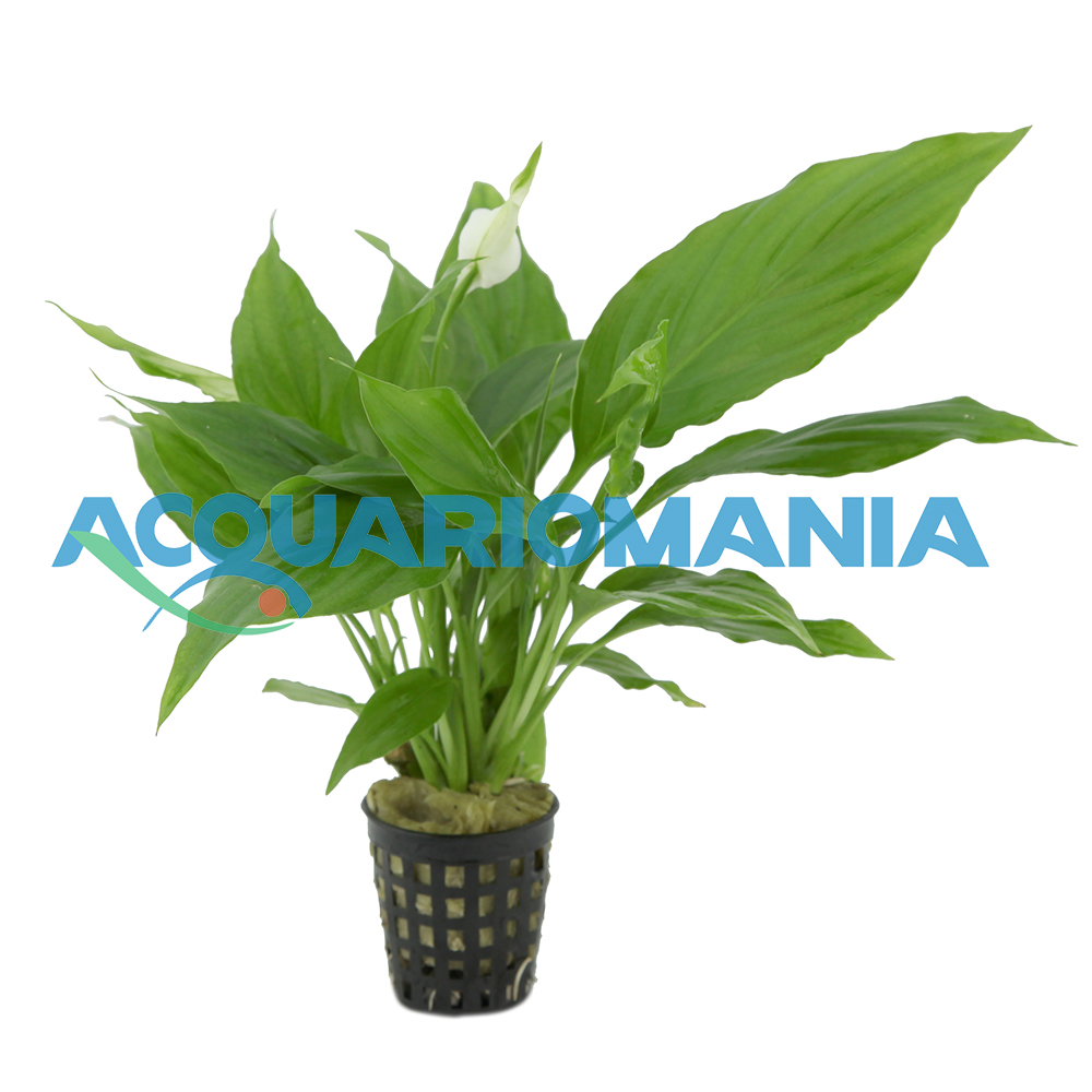 Pianta Spatiphyllum Green vasetto