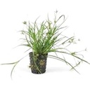 Pianta Juncus Repens vasetto