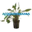 Aquafleur Pianta Cryptocoryne Bullosa vasetto
