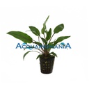 Aquafleur Pianta Cryptocoryne Undulata Kasselman vasetto